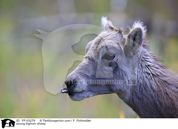 young bighorn sheep / FF-03279