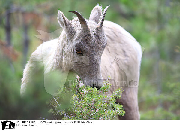 bighorn sheep / FF-03282