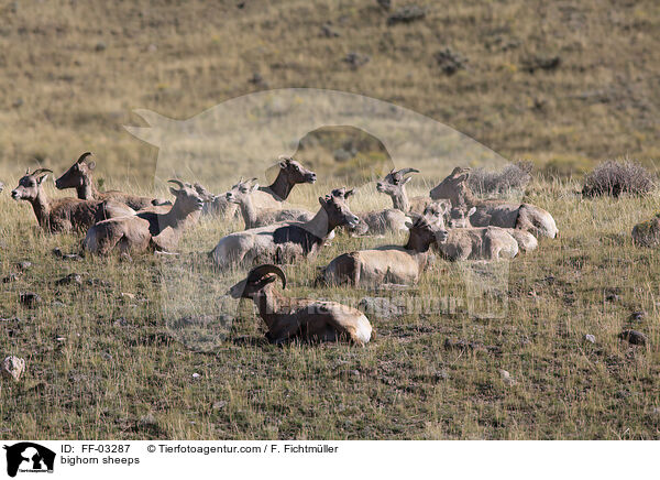 bighorn sheeps / FF-03287