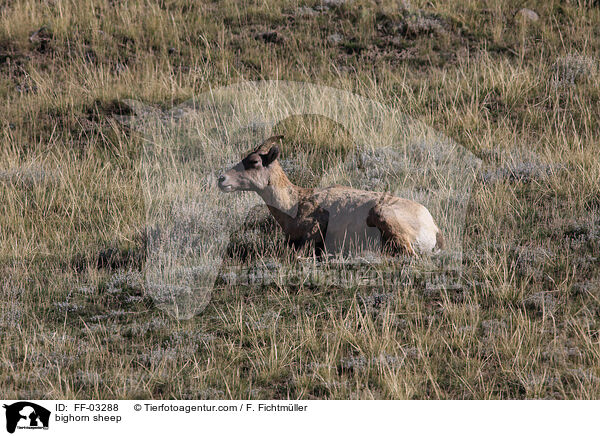 bighorn sheep / FF-03288