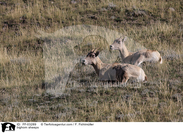 bighorn sheeps / FF-03289