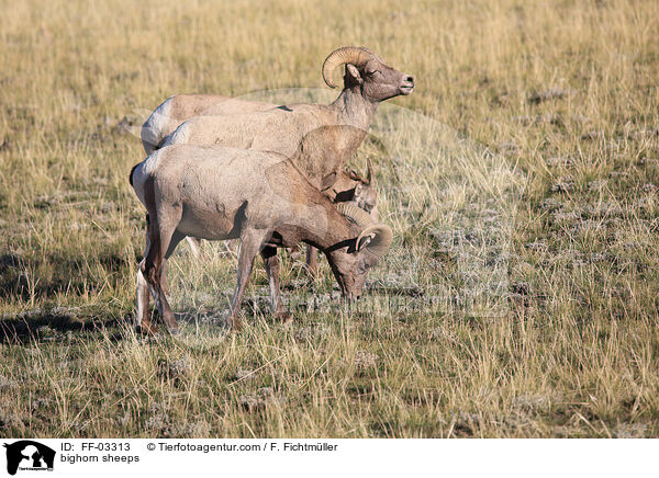bighorn sheeps / FF-03313
