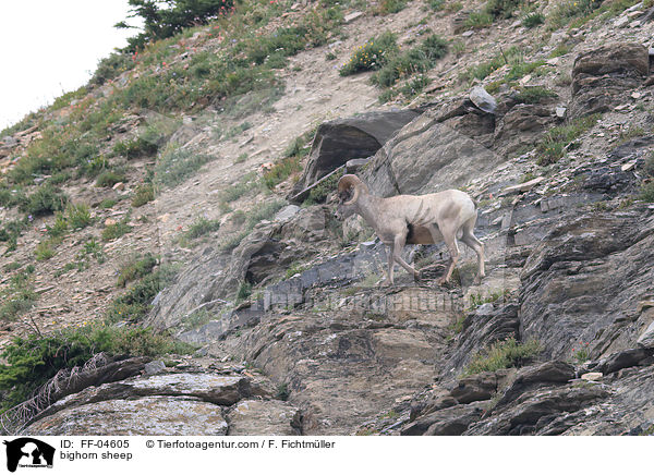 Dickhornschaf / bighorn sheep / FF-04605