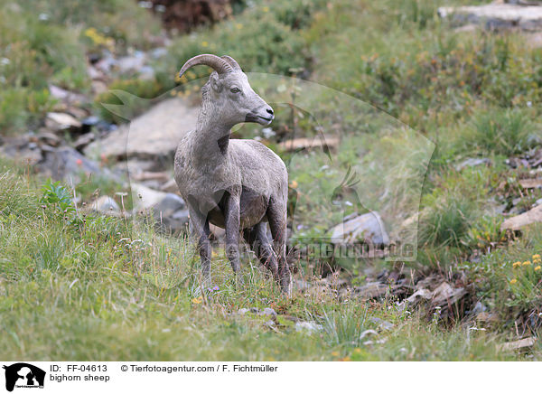 Dickhornschaf / bighorn sheep / FF-04613