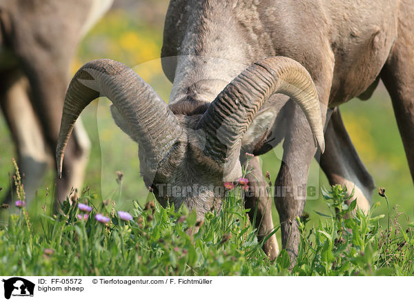bighorn sheep / FF-05572