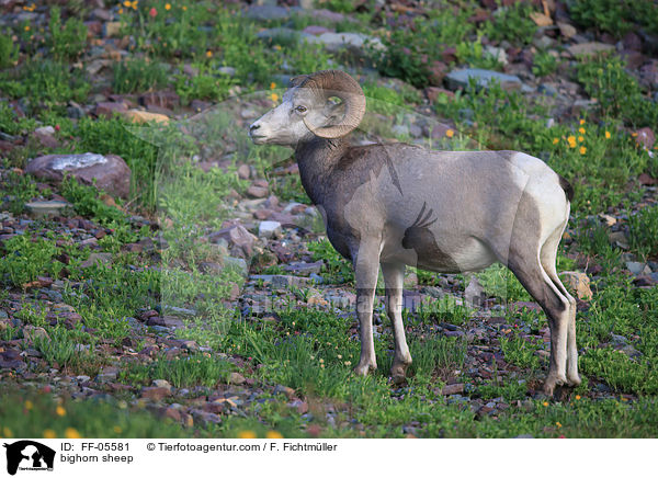 bighorn sheep / FF-05581