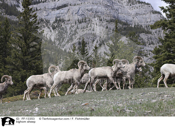 Dickhornschaf / bighorn sheep / FF-13353
