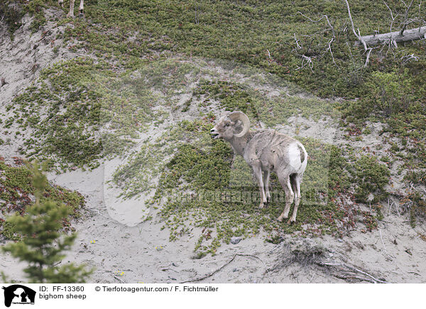 bighorn sheep / FF-13360