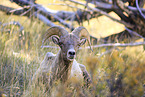 bighorn sheep