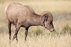 bighorn sheep