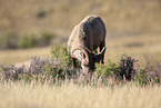 bighorn sheep