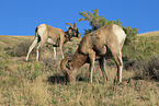 bighorn sheeps