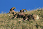 bighorn sheeps