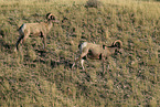 bighorn sheeps