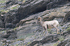 bighorn sheep