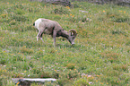 bighorn sheep