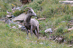 bighorn sheep