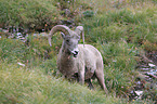 bighorn sheep