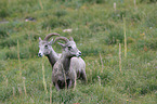 bighorn sheeps