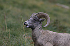 bighorn sheep