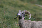 bighorn sheep