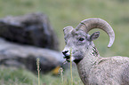 bighorn sheep