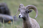 bighorn sheep