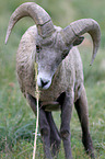 bighorn sheep