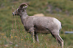 bighorn sheep
