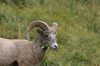 bighorn sheep