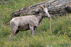 bighorn sheep