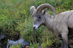 bighorn sheep
