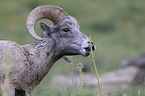 bighorn sheep