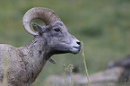 bighorn sheep
