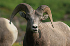 bighorn sheep