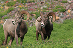 bighorn sheeps