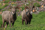 bighorn sheeps