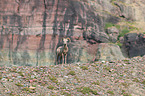 bighorn sheep