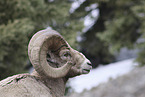 bighorn sheep