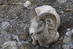 bighorn sheep