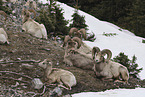 bighorn sheeps