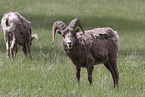 bighorn sheeps