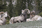 bighorn sheep