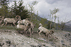 bighorn sheep
