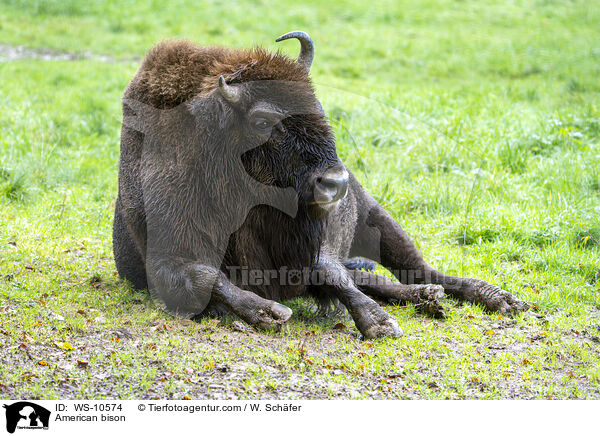 Amerikanischer  Bison / American bison / WS-10574