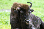 American bison