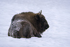 American bison
