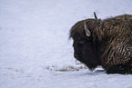 American bison