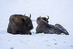American bisons