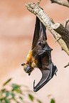 black flying fox